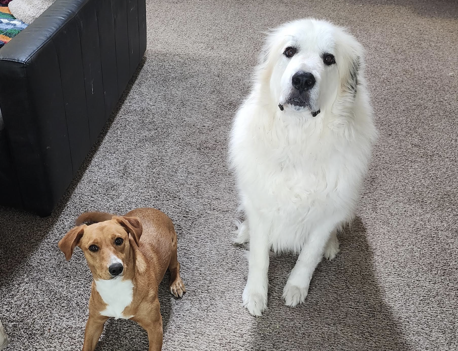 Atlas and Cleo