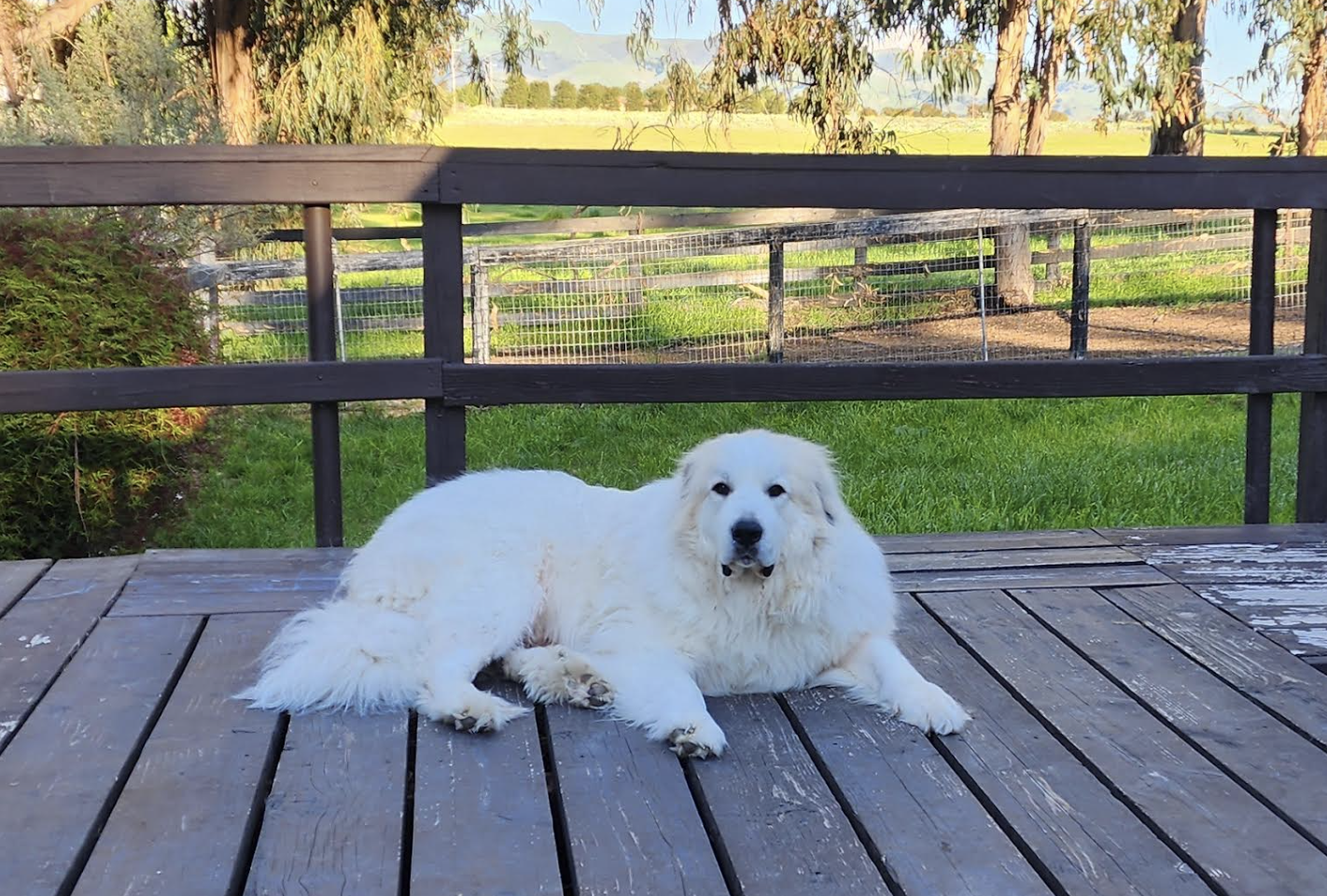 Farm life at Piña Picante - our beloved farm dog enjoying the peaceful countryside